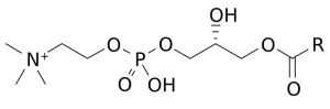 لیزوفسفاتیدیل کولین