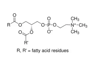 L-α-فسفاتیدیل کولین کد P3556